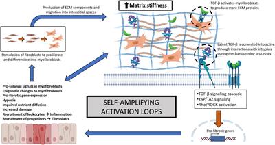 Distinct Metalloproteinase Expression and Functions in Systemic Sclerosis and Fibrosis: What We Know and the Potential for Intervention